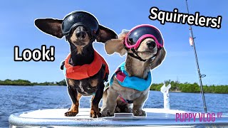 Ep9 The Dogs Go to Florida Find SQUIRRELERS  Cute Puppy Vlog [upl. by Ahsillek]