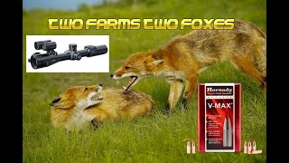 Two Farms Two Foxes [upl. by Nolyd]