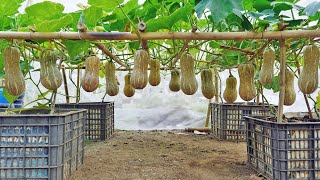 This is how I grow pumpkins squash for my family to eat all year round [upl. by Burbank]