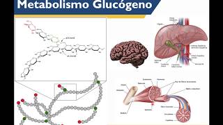 METABOLISMO GLUCÓGENO [upl. by Doralynne]