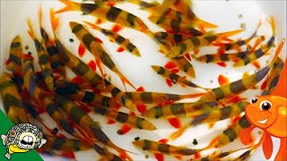 Adding Clown Loaches to the 800 gallon aquarium [upl. by Mccandless]