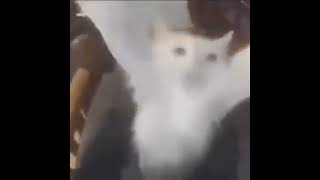 Cat dancing to CO0Lf15H meme [upl. by Elnore225]