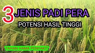 3 jenis padi pera harga jual tinggi [upl. by Roberson]