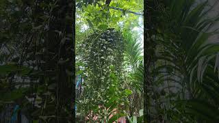 DISCHIDIA PLANT green greenery gogreen plants nature short shorts shortvideo [upl. by Cortie819]