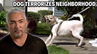 This Aggressive Dog Biting Leads To Stitches  Cesar 911 Season 3 Ep 4  Part 2 [upl. by Ellenad]