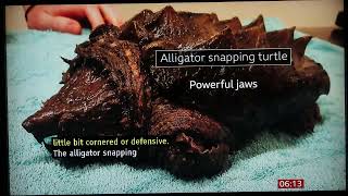 Alligator Snapping Turtle in Cumbria England BBC Feb10 2024 [upl. by Adner]