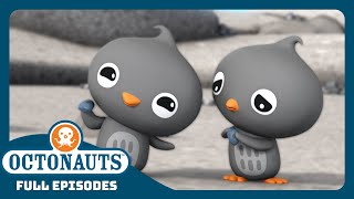 Octonauts  ❄️ The Adelie Penguins 🐧  Season 2  Full Episodes  Cartoons for Kids [upl. by Hewie]