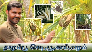 🌷 தாழம்பூ செடிகாய்பழம் எல்லாம் பார்துருகீங்களா இதோ உங்களுக்காக thalampoo plant Pandanus tectorius [upl. by Esther]