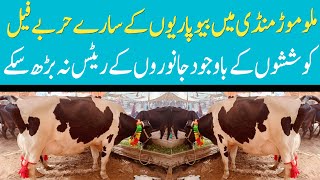 Today Malumor Mandi Jhang Update  Cows Fresh Rates Update 2024  Cow Mandi 2024 [upl. by Ettelocin]