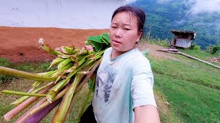 laxmi taking Taro leaves from the farm field for pig fodder  surya laxmi vlogs  suryalaxmivlogs [upl. by Anaitit87]