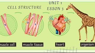 cell structure  science  Grade 6  unit 1  concept 1  lesson 3  Frist term [upl. by Felipe]