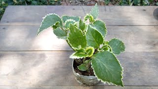 How to propagate acalypha wilkesiana or copperleaf plant and care [upl. by Aiciruam]