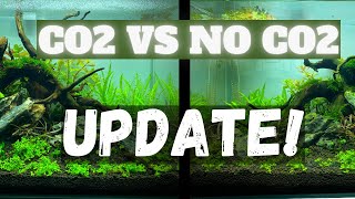 Crazy Difference After 1 Week Only CO2 vs NO CO2 Update  Twin Scape Experiment Ep 3 [upl. by Corrie239]