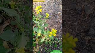 Rhamphospermum arvense  Wild Mustard Plant  Brassicaceae Family brassica mustard planttaxonomy [upl. by Howlan]