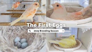 The Canary Breeding Season Has Started 🎉🐣 [upl. by Estrellita192]