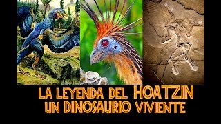 EL HOATZIN Un Dinosaurio VivienteCriptozoologiaTerror [upl. by Nairim]