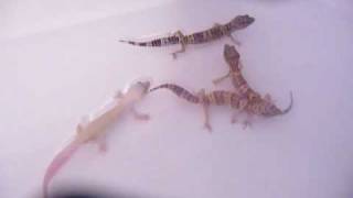 Leopard Geckos BathingSwimming [upl. by Ettennaej]