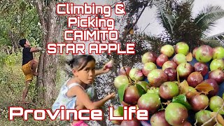 PICKING CAIMITO  STAR APPLE FRUIT TREE [upl. by Adnalue667]