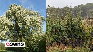 Englands best tree felled to make way for HS2 is growing back  SWNS [upl. by Rehnberg]