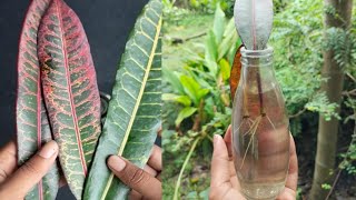 How to grow Crotons plants 🌱crotone gardening youtubevideo viralvideo viralvideogardenplant [upl. by Ibrik]