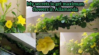 Total care of Allamanda plant  yellow trumpet vine  best fertilizer for Allamanda  balcony garden [upl. by Notanhoj]