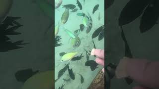 Fish vs bread fish youtubeshorts [upl. by Hammel]