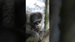 Gibbons at Howletts gibbon howletts animals wildlife zoo daysout shorts [upl. by Rdnaskela]