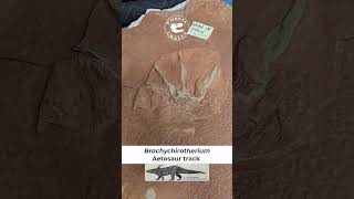 Brachychirotherium Aetosaur Tracks paleontology [upl. by Wilber]