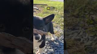 Roxy enjoying the sun and a stick 🥰 corgi [upl. by Pincince]