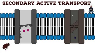 Secondary Active Transport [upl. by Elletnuahc]