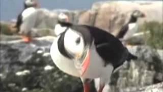 Puffin Dance [upl. by Daeriam584]