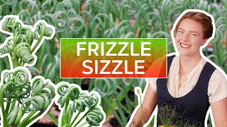 Albuca spiralis Frizzle Sizzle  The Ultimate Guide [upl. by Durst]