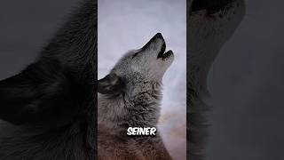 Kangal vs Wolf – Wer wird gewinnen 😎 [upl. by Enenaj]