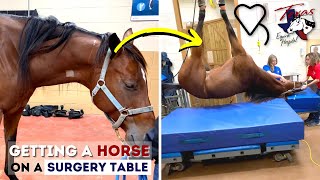 Getting a Horse on the Surgery Table  Equine Surgery [upl. by Yerhpmuh]