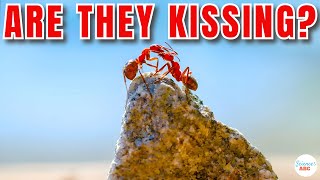 Why Do Ants Bump Into Each Other [upl. by Bayly]