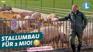 Lohnt sich die Schweinehaltung im AktivstallKonzept  WDR Lokalzeit LandSchafft [upl. by Sybyl]