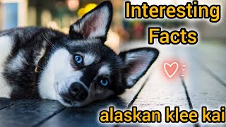 alaskan klee kai  alaskan klee kai talking  and facts about Alaskan Klee Kai dog 👀😱 [upl. by Udella733]