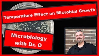 Temperatures Effect on Bacterial Growth Microbiology [upl. by Agustin]