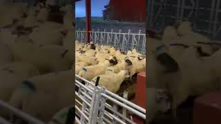 Thainstone 8th October  Store Lambs from David Scott [upl. by Lund]