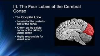 Introduction to the Cerebral Cortex [upl. by Ardnosal]