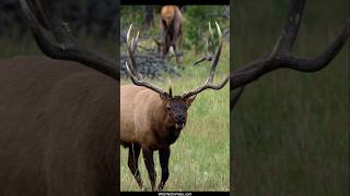 Huge Bull Elk Boss Asserts His Dominance During the Rut [upl. by Gargan]