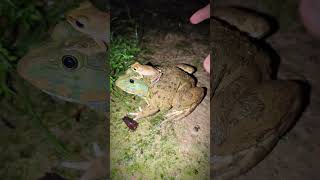 Frog jumps fast He is not funny  Boing boing funny frog video  catch frogs funny viral [upl. by Bari]