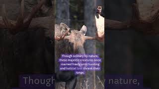 Moose didyouknow facts [upl. by Hutchison]