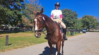 Turndown Da Volume Thoroughbred Makeover 2024 Former Broodmare Division [upl. by Barolet]