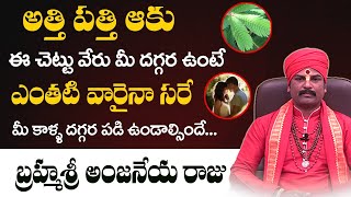 Athipathi Plant Uses  Unknown Facts About Atti Patti Aku  Atti Patti Aku  Love Vasikaranam Telugu [upl. by Anelrac]