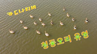 청둥오리 유영 오리 청둥오리 철새 유영 Korea [upl. by Prober]