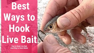 Best Ways to Hook Live Bait  How to Hook Live Bait  Best Way to Hook Mullet [upl. by Kreegar]