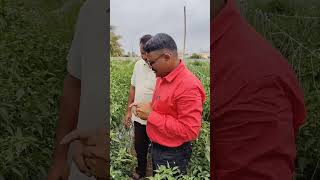 agriculture agri AM AGRO CUNSOLTING PLOT MIRCHI [upl. by Steinway]