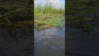 Wow Catching Big Catfish by hook trap in Beel water bambootrapfishing trapfishing catchfish [upl. by Eeclehc677]