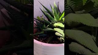 Propagation Ways haworthia haworthialimifolia plants [upl. by Acitel]